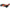 1/8 Radix XP 4WD 6S Brushless RTR (No Battery or Charger) - H y p e z RC